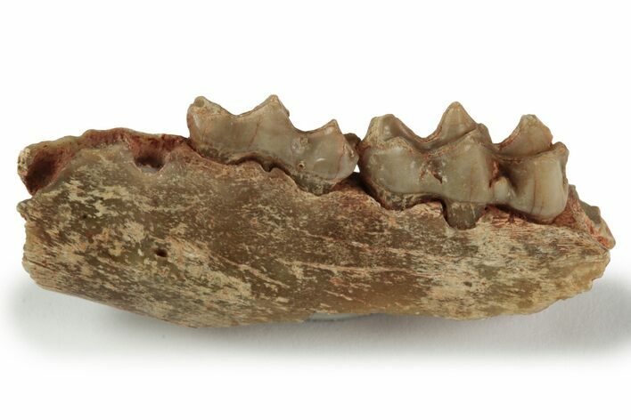 Fossil Early Ungulate (Xiphodon?) Jaw - Quercy, France #218458